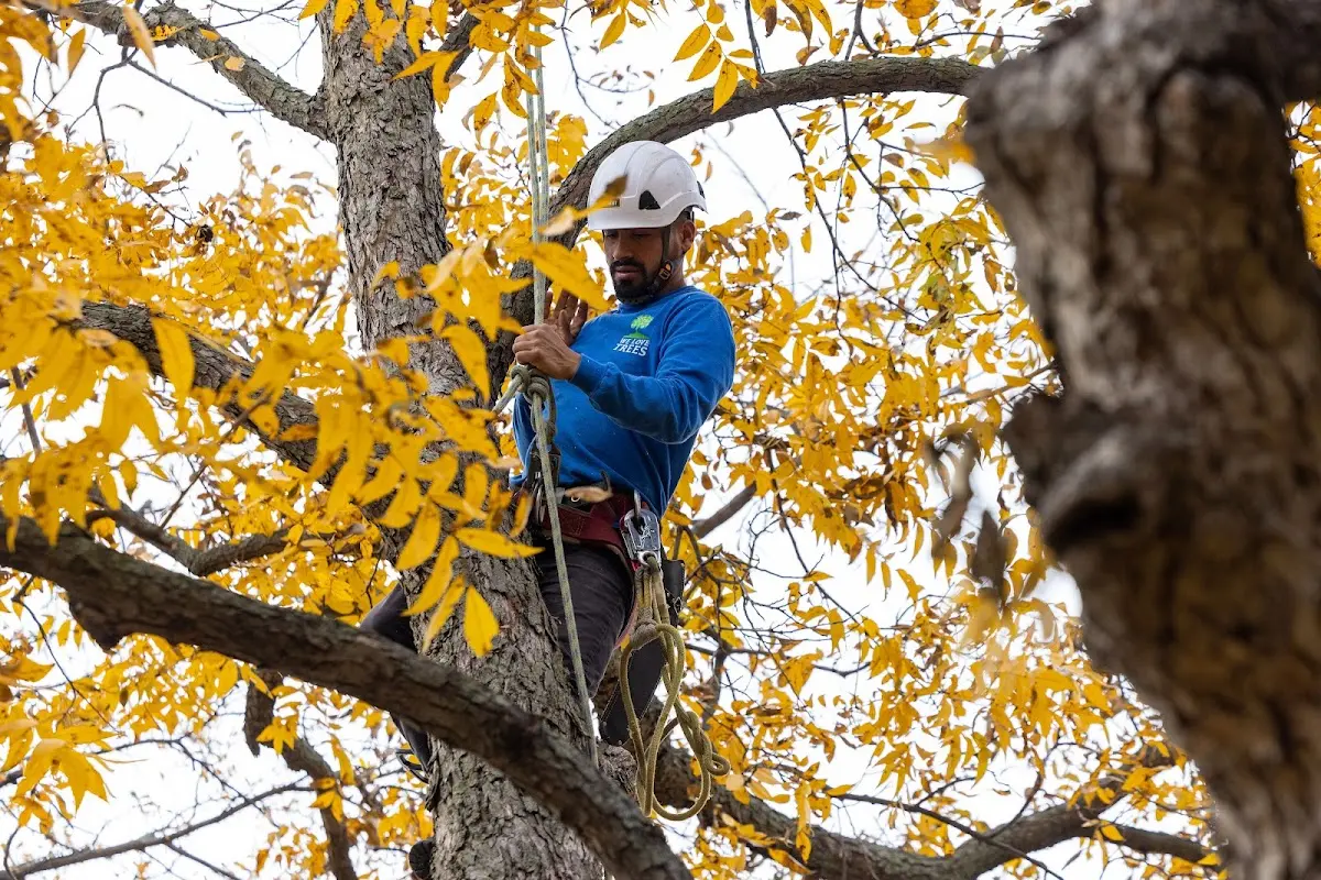 Skilled Tree Trimming crew working in White Post